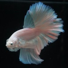 画像4: HM　ホワイトファンシー (4)