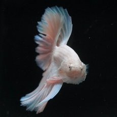 画像10: HM　ホワイトファンシー (10)