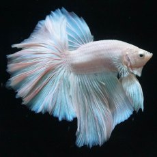 画像11: HM　ホワイトファンシー (11)