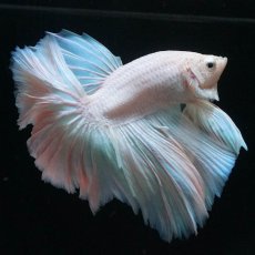 画像9: HM　ホワイトファンシー (9)