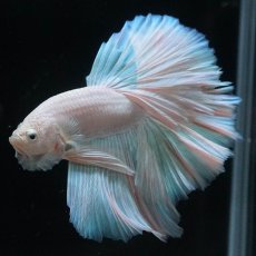 画像8: HM　ホワイトファンシー (8)