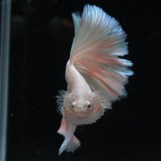 画像7: HM　ホワイトファンシー (7)