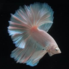 画像2: HM　ホワイトファンシー (2)