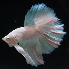 画像6: HM　ホワイトファンシー (6)