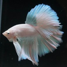 画像1: HM　ホワイトファンシー (1)