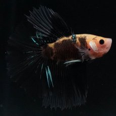 画像7: HM　イエロータイガー (7)