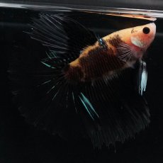 画像5: HM　イエロータイガー (5)