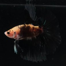 画像2: HM　イエロータイガー (2)