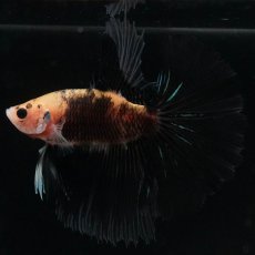 画像6: HM　イエロータイガー (6)