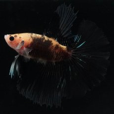 画像4: HM　イエロータイガー (4)