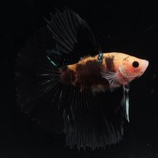 画像1: HM　イエロータイガー (1)