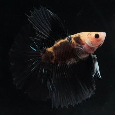 画像3: HM　イエロータイガー (3)