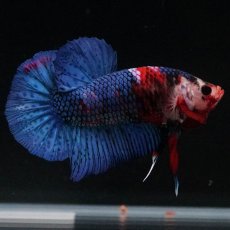 画像9: HMPK　鯉 (9)