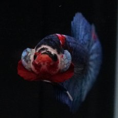 画像8: HMPK　鯉 (8)