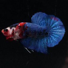 画像7: HMPK　鯉 (7)