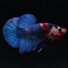 画像6: HMPK　鯉 (6)