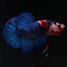 画像1: HMPK　鯉 (1)