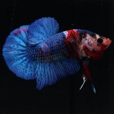 画像4: HMPK　鯉 (4)