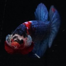 画像2: HMPK　鯉 (2)