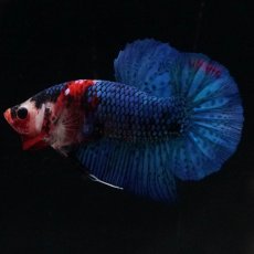 画像5: HMPK　鯉 (5)