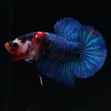 画像3: HMPK　鯉 (3)