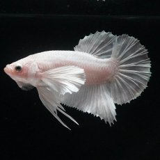 画像4: HMPKダンボ　ホワイト (4)