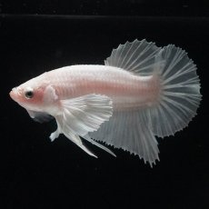 画像8: HMPKダンボ　ホワイト (8)