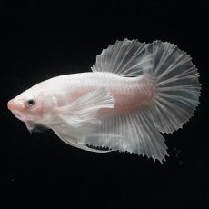 画像1: HMPKダンボ　ホワイト (1)