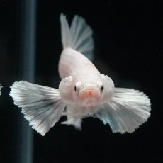 画像2: HMPKダンボ　ホワイト (2)