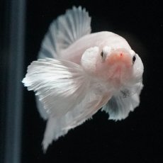 画像6: HMPKダンボ　ホワイト (6)