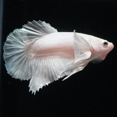 画像5: HMPKダンボ　ホワイト (5)