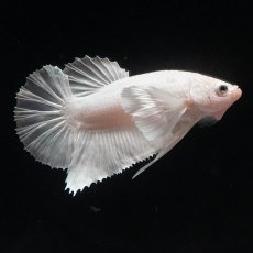 画像3: HMPKダンボ　ホワイト (3)