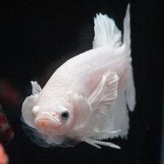 画像7: HMPKダンボ　ホワイト (7)