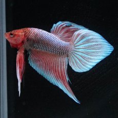 画像2: ワイルドハイブリッド (2)