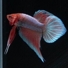 画像4: ワイルドハイブリッド (4)