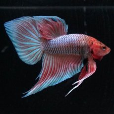 画像7: ワイルドハイブリッド (7)