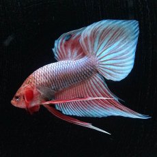 画像8: ワイルドハイブリッド (8)