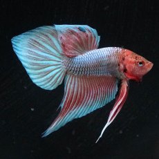 画像9: ワイルドハイブリッド (9)