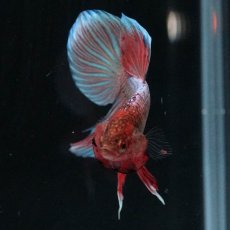 画像3: ワイルドハイブリッド (3)