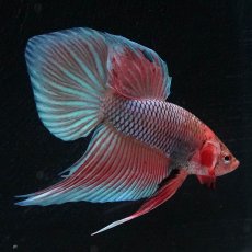 画像5: ワイルドハイブリッド (5)