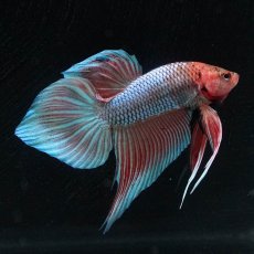 画像1: ワイルドハイブリッド (1)