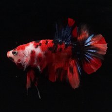 画像2: HMPK　鯉 (2)