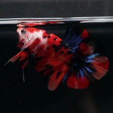 画像7: HMPK　鯉 (7)