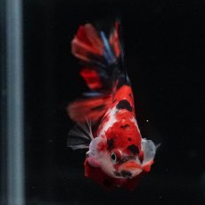 画像3: HMPK　鯉 (3)