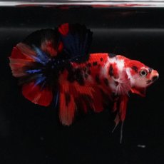 画像5: HMPK　鯉 (5)