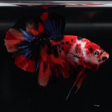 画像1: HMPK　鯉 (1)