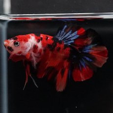 画像4: HMPK　鯉 (4)