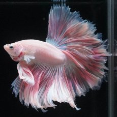 画像1: HM　ホワイトファンシー　ローズテール (1)