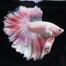 画像2: HM　ホワイトファンシー　ローズテール (2)