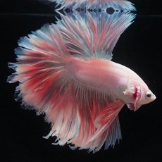 画像6: HM　ホワイトファンシー　ローズテール (6)